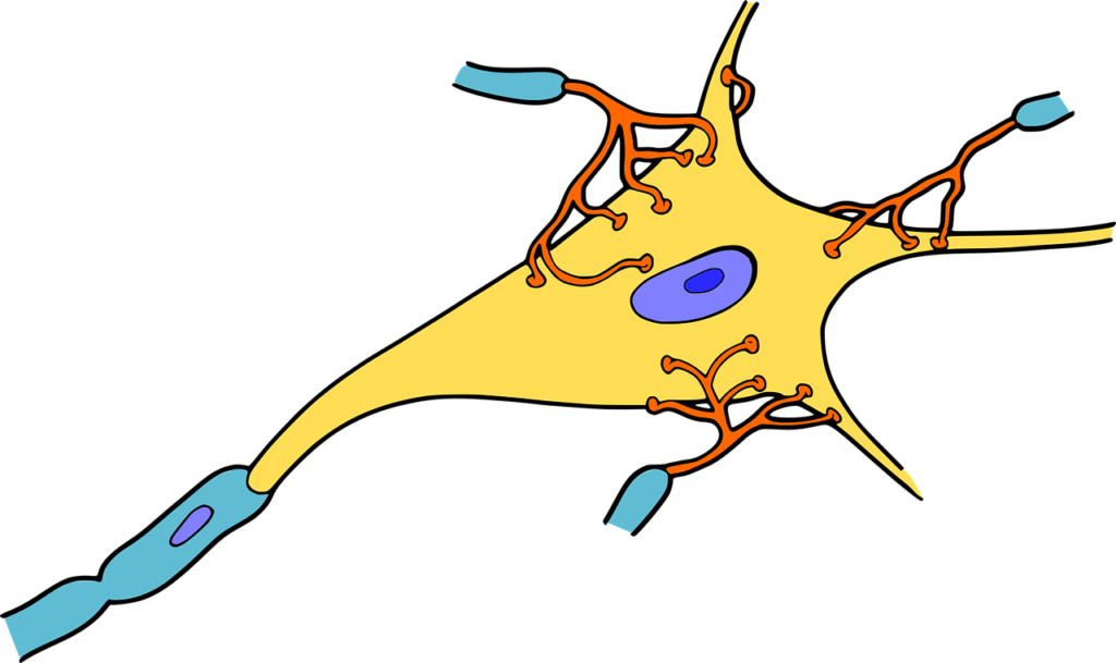 Neurony grafika, plastyczność mózgu